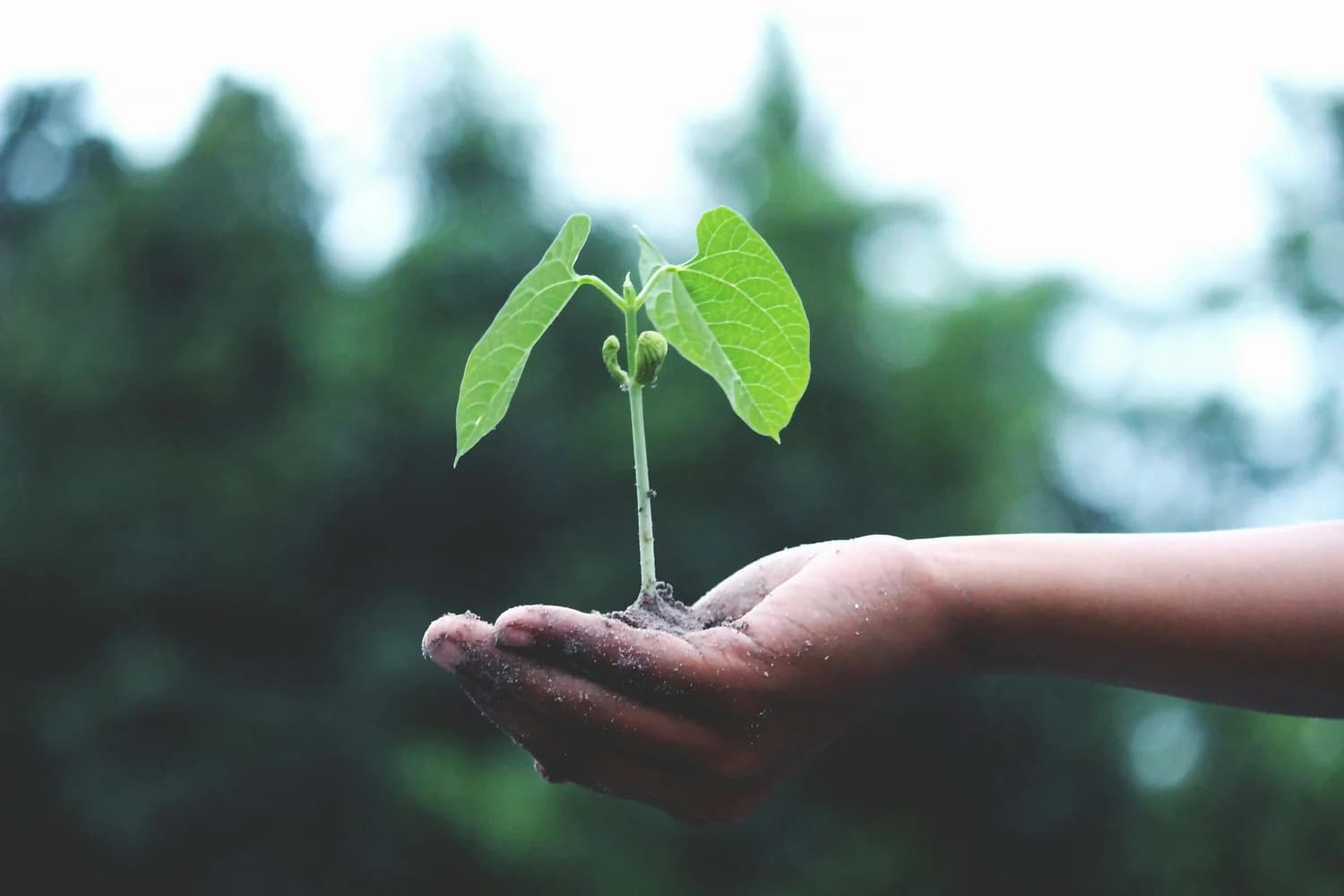 Rooted in Purpose: Building Endurance in an Unpredictable World